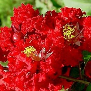 Large Dallas Red Tree Crape Myrtle, Matures 18ft+, Brightest Cherry Red Flower Clusters, Ships 2-4ft Tall, Well Rooted in Pot with Soil (10)