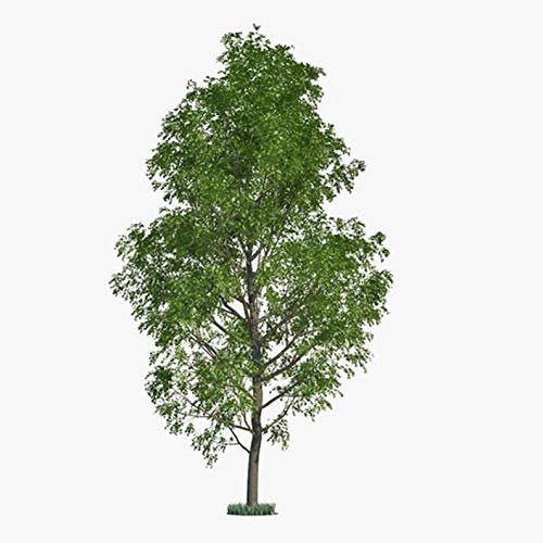 6 Poplar Tree Cuttings - Fast Growing Attractive Privacy and Shade Trees - nonGMO from Western Pennsylvania