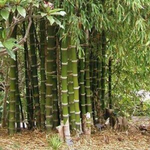 spiny bamboo seeds for planting – 20+ seeds – bambusa arundinacea