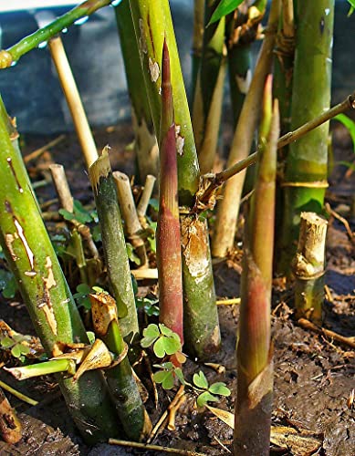 Spiny Bamboo Seeds for Planting - 20+ Seeds - Bambusa Arundinacea