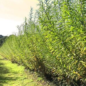 twigz nursery 50 hybrid willow tree plants. austree grows 12 foot 1st year. fastest growing tree. rapid growth shade privacy