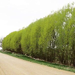 Twigz Nursery 50 Hybrid Willow Tree Plants. Austree grows 12 foot 1st year. Fastest growing tree. Rapid growth shade privacy