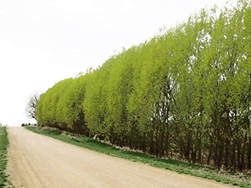 Twigz Nursery 50 Hybrid Willow Tree Plants. Austree grows 12 foot 1st year. Fastest growing tree. Rapid growth shade privacy