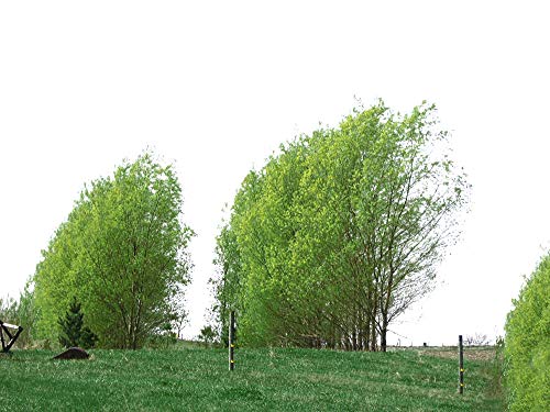 Twigz Nursery 50 Hybrid Willow Tree Plants. Austree grows 12 foot 1st year. Fastest growing tree. Rapid growth shade privacy