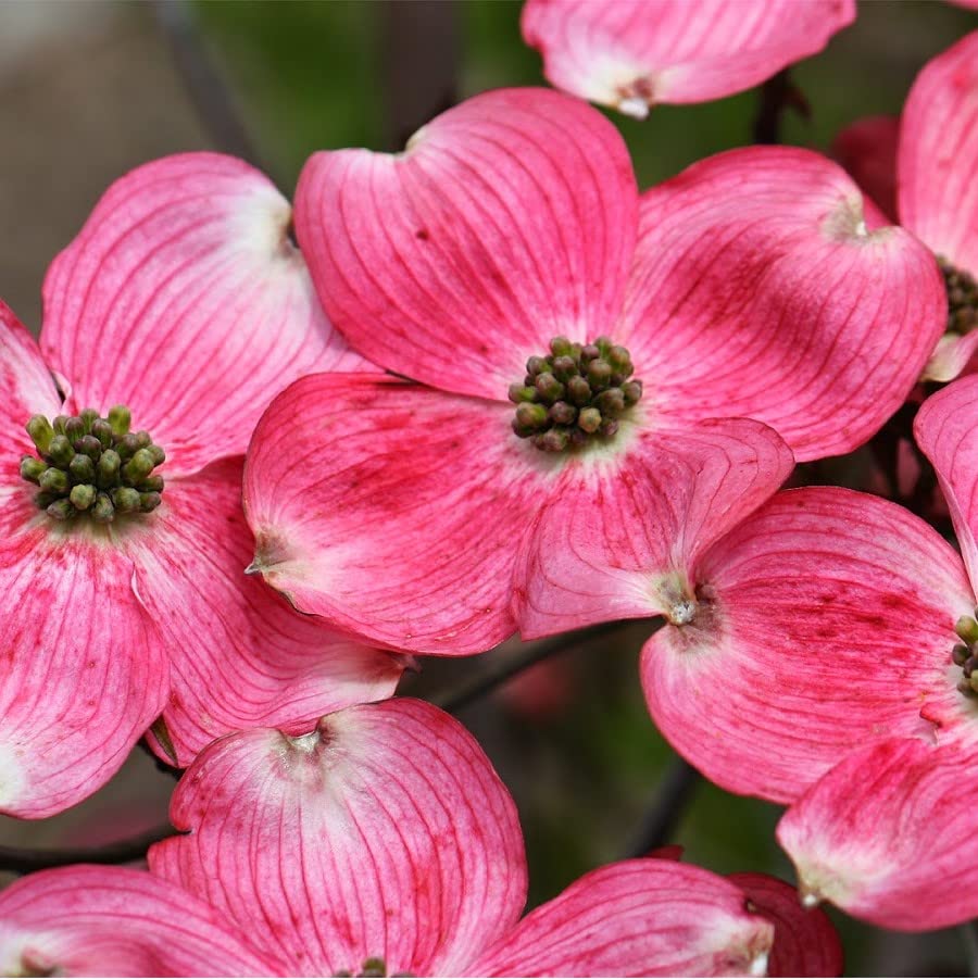 TriStar Plants - Flowering Dogwood Cherokee Brave - 1 Gallon, 4'ft Tall - Rooted Established Pot - ornus Florida 'Comco No. 1, Fast Growing Tree, Spring Flowers