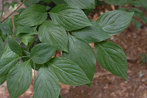 TriStar Plants - Flowering Dogwood Cherokee Brave - 1 Gallon, 4'ft Tall - Rooted Established Pot - ornus Florida 'Comco No. 1, Fast Growing Tree, Spring Flowers