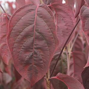 TriStar Plants - Flowering Dogwood Cherokee Brave - 1 Gallon, 4'ft Tall - Rooted Established Pot - ornus Florida 'Comco No. 1, Fast Growing Tree, Spring Flowers