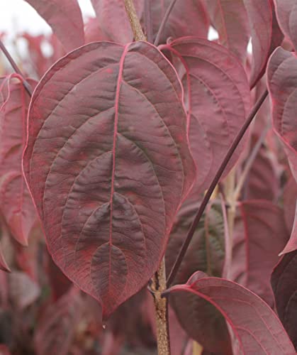 TriStar Plants - Flowering Dogwood Cherokee Brave - 1 Gallon, 4'ft Tall - Rooted Established Pot - ornus Florida 'Comco No. 1, Fast Growing Tree, Spring Flowers