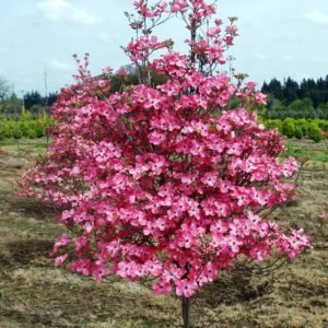 TriStar Plants - Flowering Dogwood Cherokee Brave - 1 Gallon, 4'ft Tall - Rooted Established Pot - ornus Florida 'Comco No. 1, Fast Growing Tree, Spring Flowers