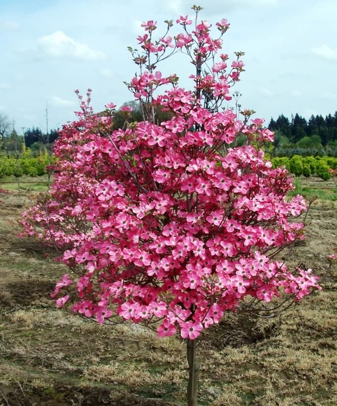 TriStar Plants - Flowering Dogwood Cherokee Brave - 1 Gallon, 4'ft Tall - Rooted Established Pot - ornus Florida 'Comco No. 1, Fast Growing Tree, Spring Flowers