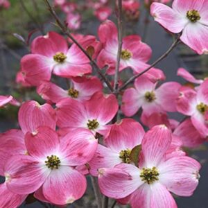 TriStar Plants - Flowering Dogwood Cherokee Brave - 1 Gallon, 4'ft Tall - Rooted Established Pot - ornus Florida 'Comco No. 1, Fast Growing Tree, Spring Flowers