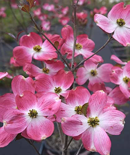 TriStar Plants - Flowering Dogwood Cherokee Brave - 1 Gallon, 4'ft Tall - Rooted Established Pot - ornus Florida 'Comco No. 1, Fast Growing Tree, Spring Flowers