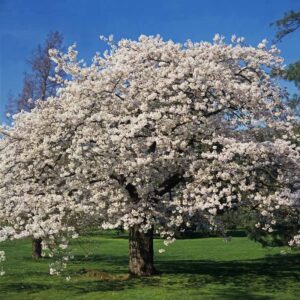 yoshino cherry blossom tree, 2-3 ft tall japanese cherry blossom tree plant spring blooms fast growing for garden (no ship ca,az,wa,or,co)