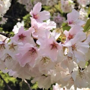 Yoshino Cherry Blossom Tree, 2-3 Ft Tall Japanese Cherry Blossom Tree Plant Spring Blooms Fast Growing for Garden (No Ship CA,AZ,WA,OR,CO)