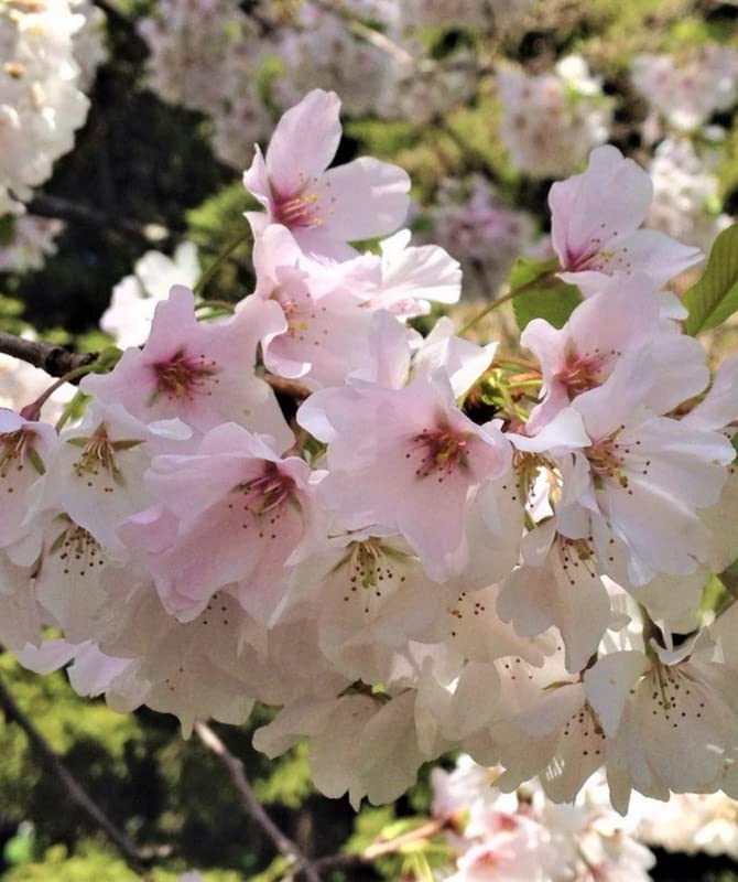 Yoshino Cherry Blossom Tree, 2-3 Ft Tall Japanese Cherry Blossom Tree Plant Spring Blooms Fast Growing for Garden (No Ship CA,AZ,WA,OR,CO)