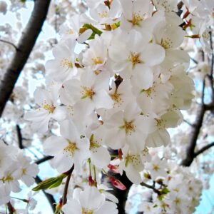 Yoshino Cherry Blossom Tree, 2-3 Ft Tall Japanese Cherry Blossom Tree Plant Spring Blooms Fast Growing for Garden (No Ship CA,AZ,WA,OR,CO)