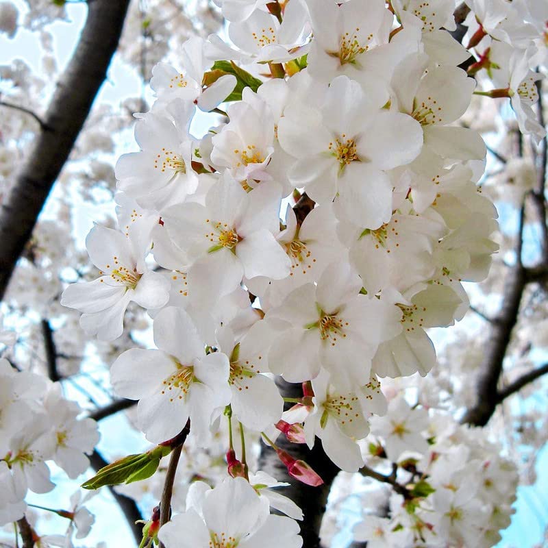 Yoshino Cherry Blossom Tree, 2-3 Ft Tall Japanese Cherry Blossom Tree Plant Spring Blooms Fast Growing for Garden (No Ship CA,AZ,WA,OR,CO)