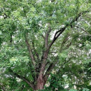 chuxay garden 20 seeds acer saccharinum,silver maple,water maple,swamp maple,white maple common fast-growing deciduous tree great for garden and street