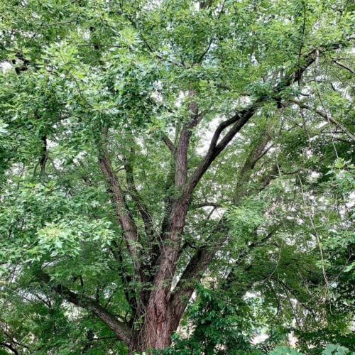 CHUXAY GARDEN 20 Seeds Acer Saccharinum,Silver Maple,Water Maple,Swamp Maple,White Maple Common Fast-Growing Deciduous Tree Great for Garden and Street