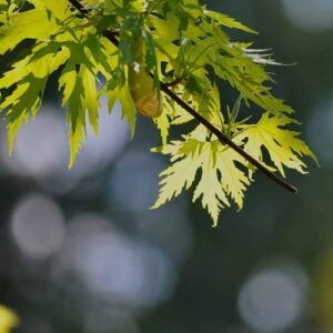 CHUXAY GARDEN 20 Seeds Acer Saccharinum,Silver Maple,Water Maple,Swamp Maple,White Maple Common Fast-Growing Deciduous Tree Great for Garden and Street