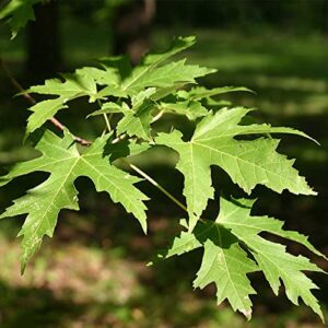 CHUXAY GARDEN 20 Seeds Acer Saccharinum,Silver Maple,Water Maple,Swamp Maple,White Maple Common Fast-Growing Deciduous Tree Great for Garden and Street