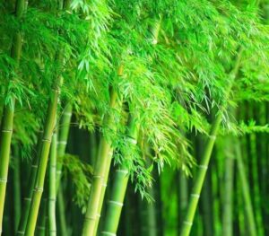 giant timber bamboo seeds for planting | exotic and fast growing | ships from iowa, usa | landscaping, privacy, indoor or outdoor (giant bamboo) (500 seeds)