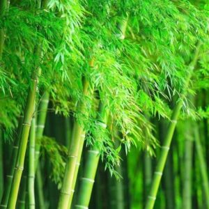 Giant Timber Bamboo Seeds for Planting | Exotic and Fast Growing | Ships from Iowa, USA | Landscaping, Privacy, Indoor or Outdoor (Giant Bamboo) (500 Seeds)