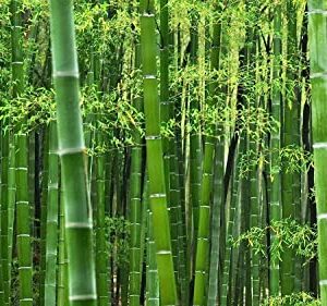 Giant Timber Bamboo Seeds for Planting | Exotic and Fast Growing | Ships from Iowa, USA | Landscaping, Privacy, Indoor or Outdoor (Giant Bamboo) (500 Seeds)