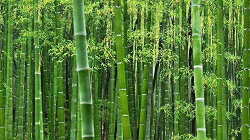 Giant Timber Bamboo Seeds for Planting | Exotic and Fast Growing | Ships from Iowa, USA | Landscaping, Privacy, Indoor or Outdoor (Giant Bamboo) (500 Seeds)