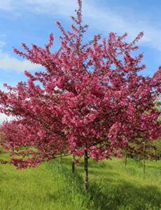 tristar plants – prairie fire flowering crabapple – 1 gallon trade pot, 2’ft tall, malus prairifire, fall color, vibrant blooms, fast growing trees