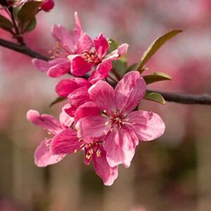 TriStar Plants - Prairie Fire Flowering Crabapple - 1 Gallon Trade Pot, 2'ft Tall, Malus Prairifire, Fall Color, Vibrant Blooms, Fast Growing Trees