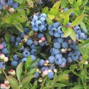 premier rabbiteye blueberry – 1 gallon trade pot, 2’ft tall – established roots potted plant – no ship california, vaccinium ashei ‘premier’ – ‘premier’, fast growing tree, easy care fruit tree