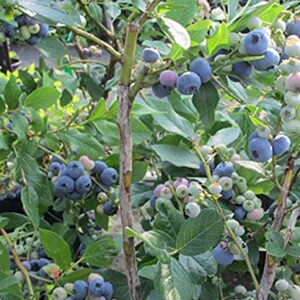 Premier Rabbiteye Blueberry - 1 Gallon Trade Pot, 2'ft Tall - Established Roots Potted Plant - No Ship California, Vaccinium Ashei 'Premier' - 'Premier', Fast Growing Tree, Easy Care Fruit Tree