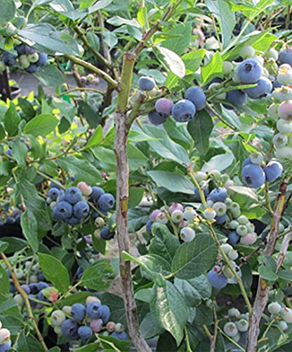 Premier Rabbiteye Blueberry - 1 Gallon Trade Pot, 2'ft Tall - Established Roots Potted Plant - No Ship California, Vaccinium Ashei 'Premier' - 'Premier', Fast Growing Tree, Easy Care Fruit Tree