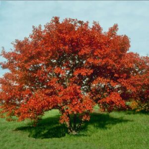 tristar plants – flame amur maple tree potted 1 gallon, 5’ft tall – acer ginnala, healthy established roots, fast growing trees, fall color, shade tree