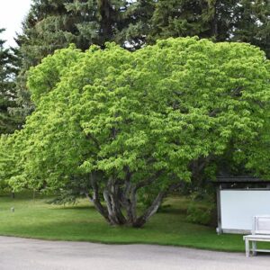 TriStar Plants - Flame Amur Maple Tree Potted 1 Gallon, 5'Ft Tall - Acer ginnala, Healthy Established Roots, Fast Growing Trees, Fall Color, Shade Tree