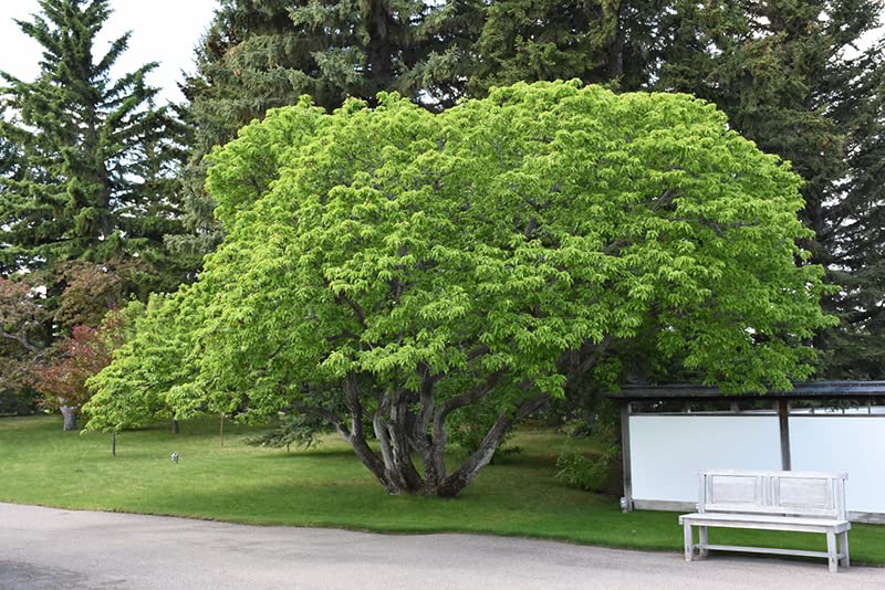 TriStar Plants - Flame Amur Maple Tree Potted 1 Gallon, 5'Ft Tall - Acer ginnala, Healthy Established Roots, Fast Growing Trees, Fall Color, Shade Tree