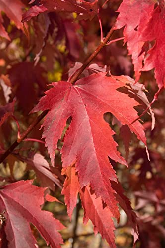 TriStar Plants - Flame Amur Maple Tree Potted 1 Gallon, 5'Ft Tall - Acer ginnala, Healthy Established Roots, Fast Growing Trees, Fall Color, Shade Tree