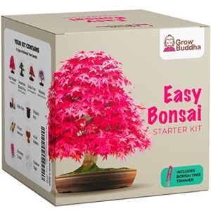 grow your own bonsai kit | tree plants & seeds | crafts hobby kits | easily grow 4 types of bonsai trees with our complete beginner friendly kit | christmas gift ideas for plant lovers