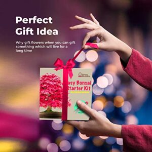 Grow Your Own Bonsai kit | Tree Plants & Seeds | Crafts Hobby Kits | Easily Grow 4 Types of Bonsai Trees with Our Complete Beginner Friendly Kit | Christmas Gift Ideas for Plant Lovers