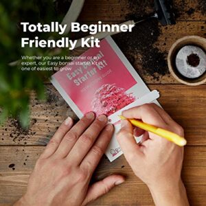 Grow Your Own Bonsai kit | Tree Plants & Seeds | Crafts Hobby Kits | Easily Grow 4 Types of Bonsai Trees with Our Complete Beginner Friendly Kit | Christmas Gift Ideas for Plant Lovers