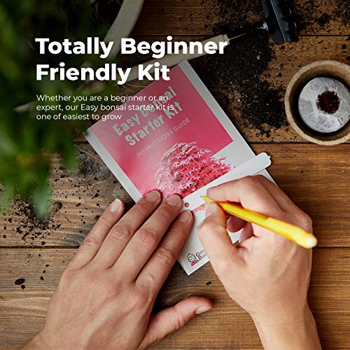 Grow Your Own Bonsai kit | Tree Plants & Seeds | Crafts Hobby Kits | Easily Grow 4 Types of Bonsai Trees with Our Complete Beginner Friendly Kit | Christmas Gift Ideas for Plant Lovers