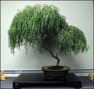 bonsai dwarf weeping willow tree – thick trunk cutting – indoor/outdoor live bonsai tree – old mature look fast – ships from iowa, usa