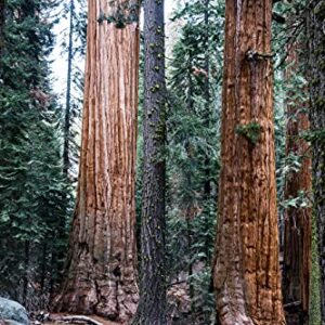 Giant Sequoia | Tree Seed Grow Kit | The Jonsteen Company