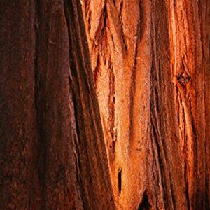 Giant Sequoia | Tree Seed Grow Kit | The Jonsteen Company