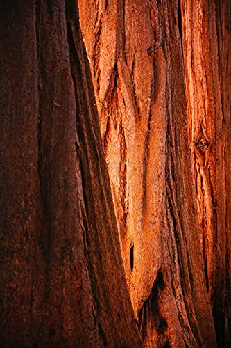 Giant Sequoia | Tree Seed Grow Kit | The Jonsteen Company