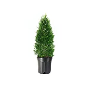 Arborvitae Emerald Green | 3 Live Gallon Size Trees | Thuja Occidentalis Smaragd | Evergreen Privacy Screening Hedge Plants