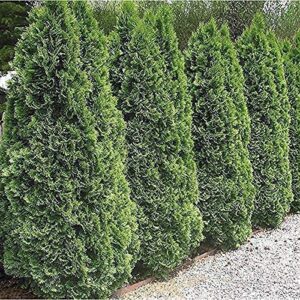 Arborvitae Emerald Green | 3 Live Gallon Size Trees | Thuja Occidentalis Smaragd | Evergreen Privacy Screening Hedge Plants