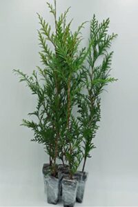 greenwood nursery/live trees – green giant arborvitae tree + thuja standishii x plicata – [qty: 20x 2.5″ pots] – (click for more options/quantities)