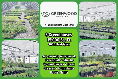 Greenwood Nursery/Live Trees - Green Giant Arborvitae Tree + Thuja Standishii X Plicata - [Qty: 20x 2.5" Pots] - (Click for More Options/Quantities)